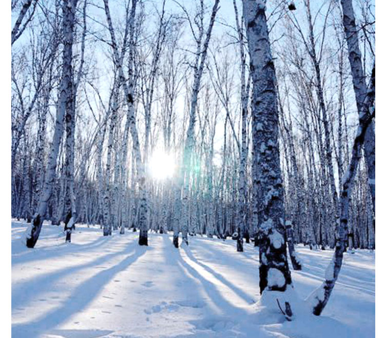 江蘇室內運動木地板廠家報價
